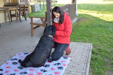 Labradorský retriever štěňata