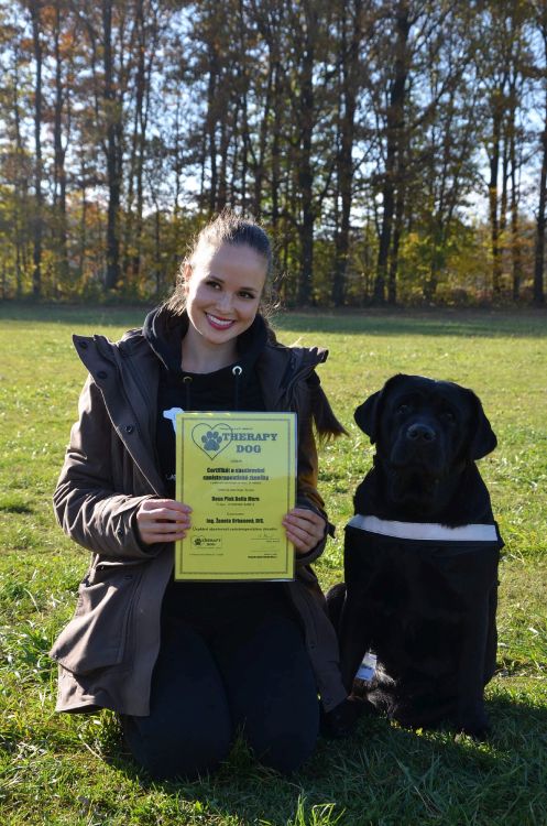 Labradorský retriever štěňata