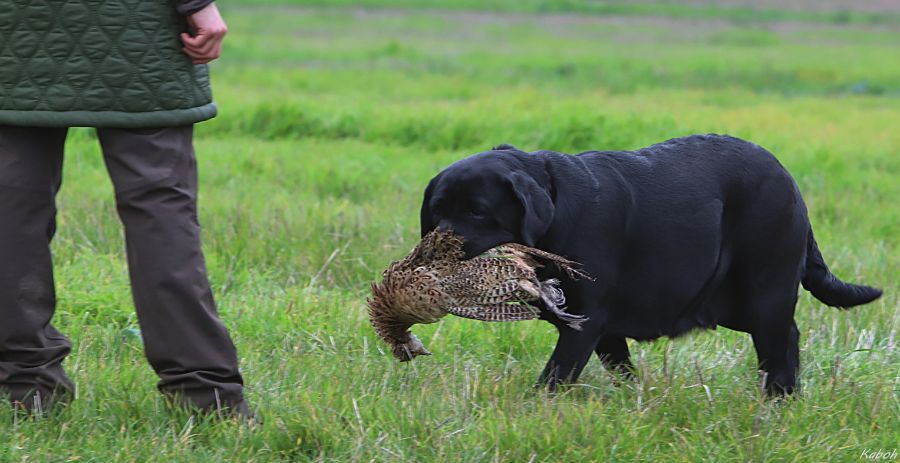 Labradorský retriever štěňata