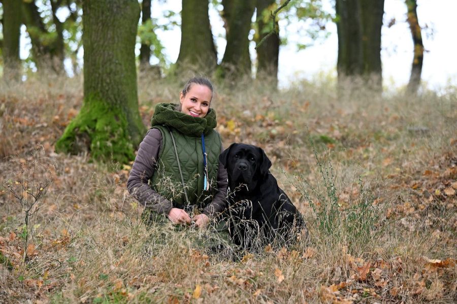 Labradorský retriever štěňata